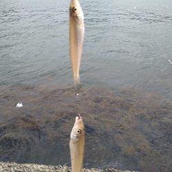 キス釣りからのシーバス